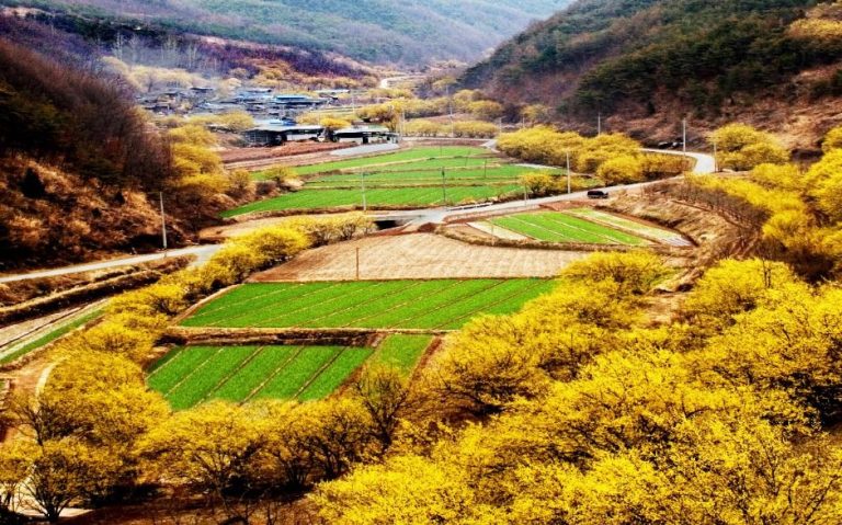 의성 산수유마을 꽃맞이행사 2026, 300 년 고목이 피워낸 황금빛 봄길