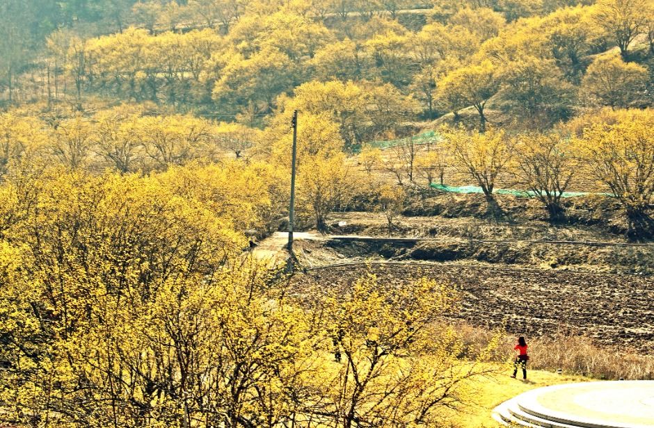 의성 산수유마을 꽃맞이행사 2026, 노란 물결 속으로 떠나는 봄 나들이
