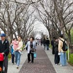 부산 영도 구룡마을 벚꽃축제, 2026 봄을 여는 빛과 벚꽃의 판타지