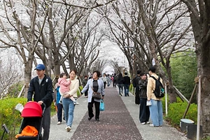 부산 영도 구룡마을 벚꽃축제, 2026 봄을 여는 빛과 벚꽃의 판타지