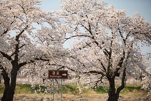 2026 강서 낙동강30리 벚꽃축제, 일찍 찾아온 봄을 만나다