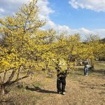 2026 이천백사 산수유꽃축제, 노란 꽃바람이 부는 3 일간의 봄 나들이