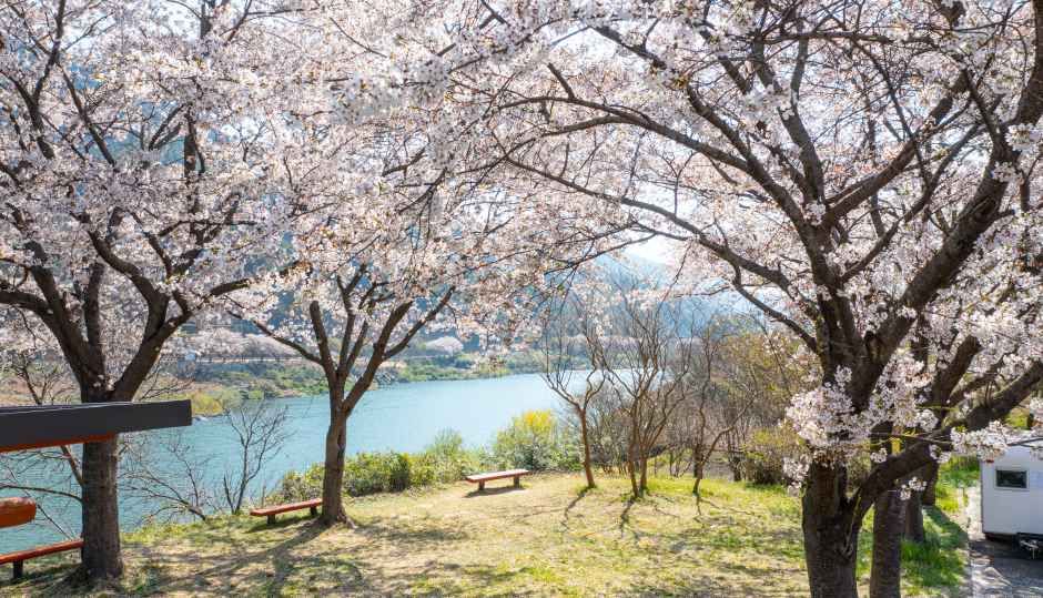 2026 구례 300리 벚꽃축제, 지리산과 섬진강이 만드는 129km의 분홍 터널