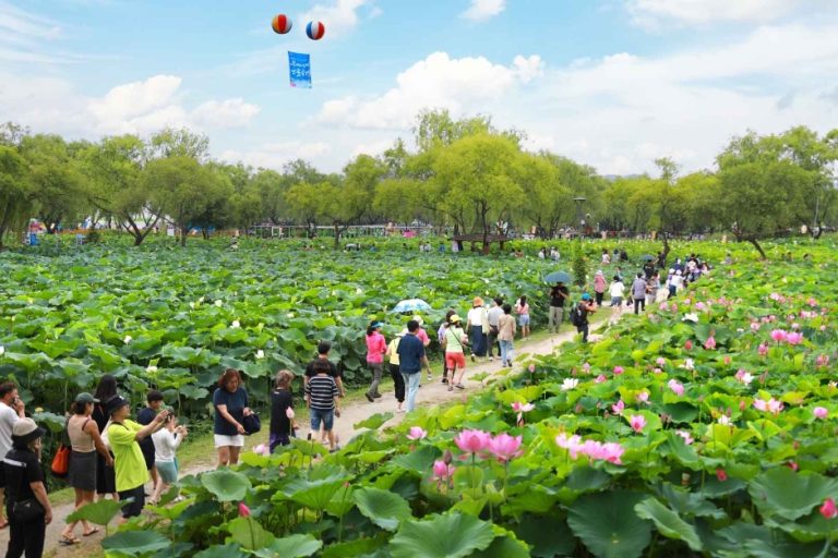 2026 부여서동연꽃축제, 궁남지의 여름밤을 수놓는 새로운 이야기