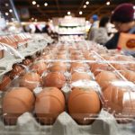 계란값 급등에 정부, 산란계 사육 확대…일일 생산량 5000만개에서 5500만개로 상향