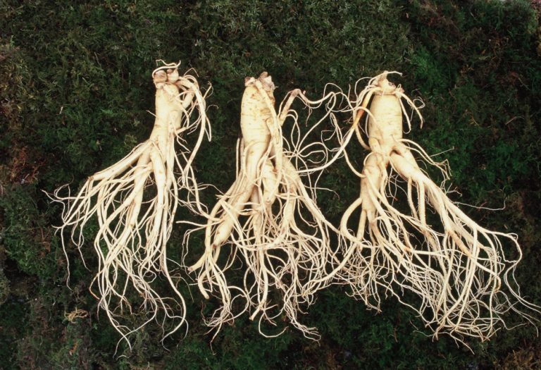 2026 금산세계인삼축제, 가을의 정수를 담은 건강과 힐링의 시간