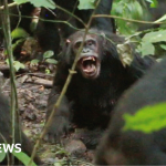 우간다 침팬지의 8 년 전쟁: 왜 지금 전 세계가 이 '내전'에 주목하는가