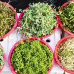 봄의 향기를 머금은 가평 두릅 산나물 축제, 2026년 초롱이둥지마을에서 만나다