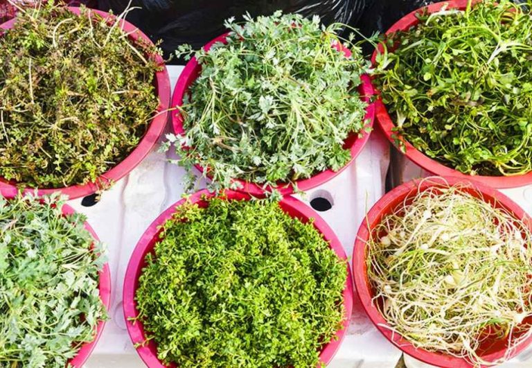 봄의 향기를 머금은 가평 두릅 산나물 축제, 2026년 초롱이둥지마을에서 만나다