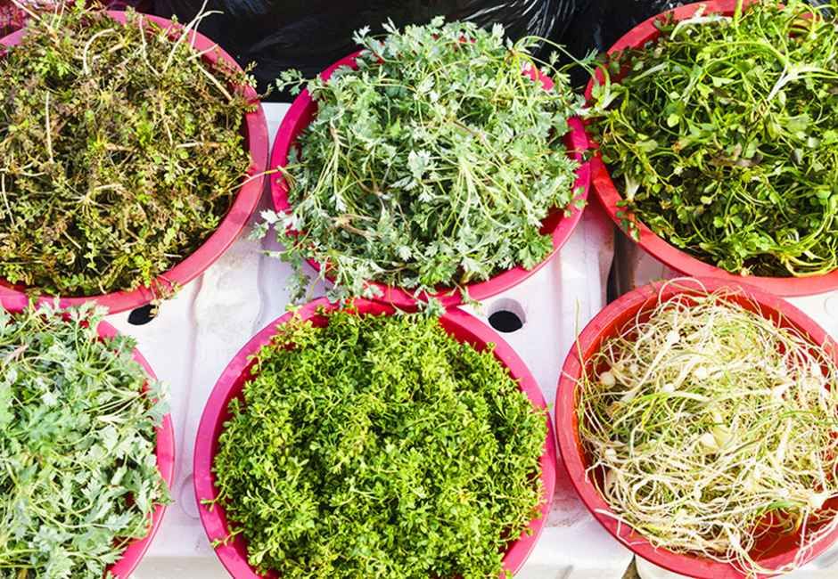 봄의 향기를 머금은 가평 두릅 산나물 축제, 2026년 초롱이둥지마을에서 만나다