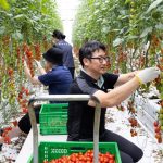 볼보자동차의 '스마트팜' 봉사, 왜 자동차 업계의 새로운 화두가 되는가