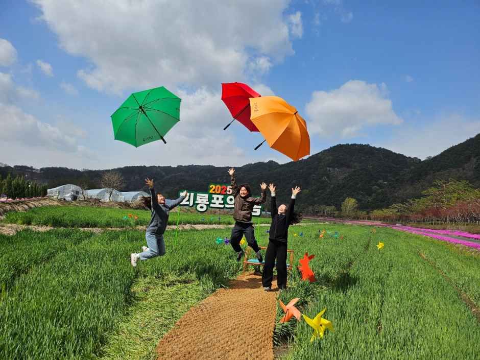 내성천이 그리는 황금 물결, 2026 회룡포 봄나들이 축제
