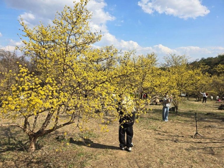2026 이천백사 산수유꽃축제, 노란 꽃바람이 부는 3 일간의 봄 나들이
