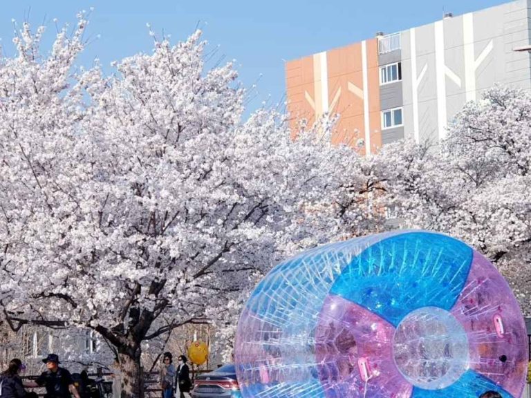 봄의 정취를 온전히 담는 안동벚꽃축제, 2026년 4월 1일부터 5일간 낙동강변에서 만나요