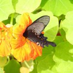 2026 함평나비대축제, 봄날의 소풍을 떠나다