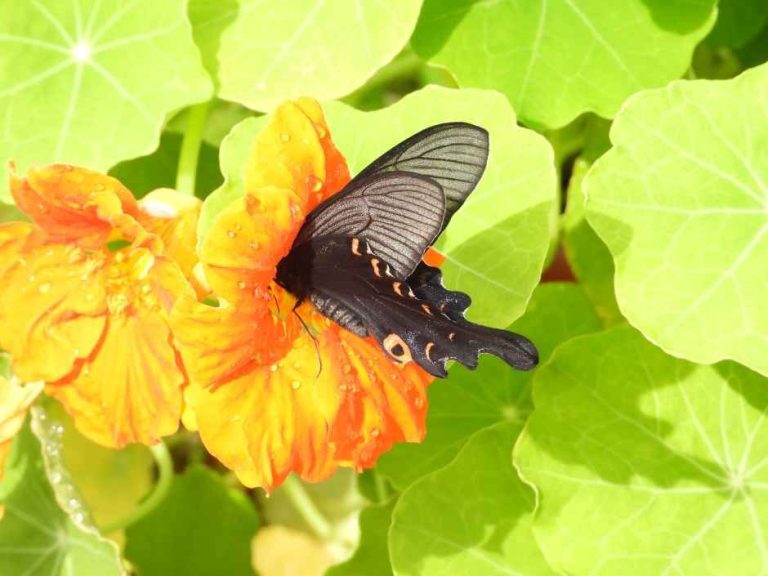 2026 함평나비대축제, 봄날의 소풍을 떠나다