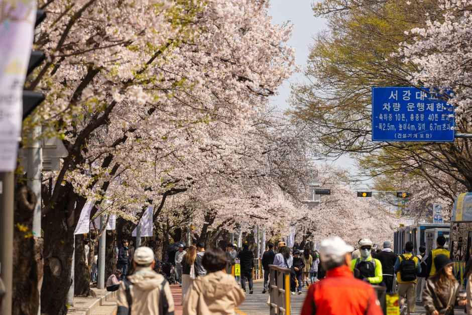 서울 영등포 여의도 봄꽃축제, 2026년 4월 여의서로 벚꽃길에서 만나다