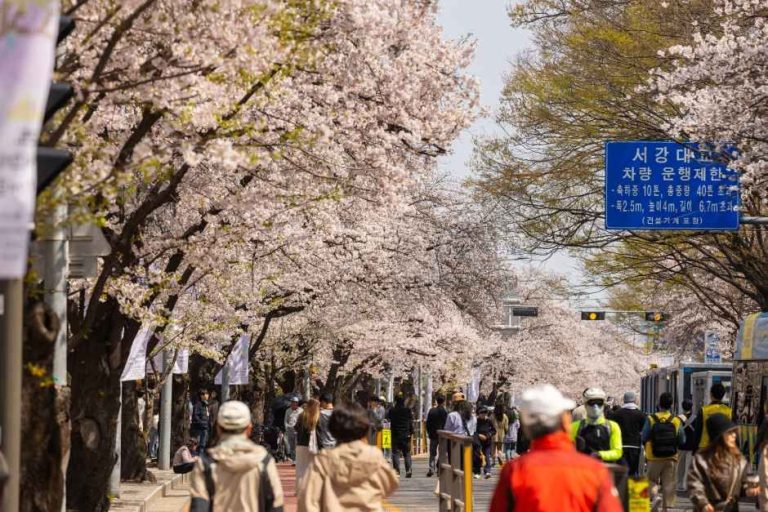 벚꽃이 일주일 앞당겨졌다! 2026 영등포 여의도 봄꽃축제, 교통 통제와 블랙이글스 축하비행으로 준비 완료
