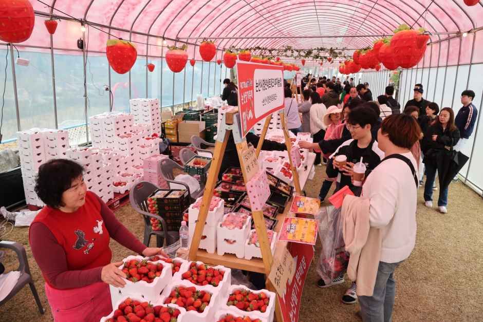 2026 논산딸기축제, 세계를 유혹하는 달콤한 봄나들이