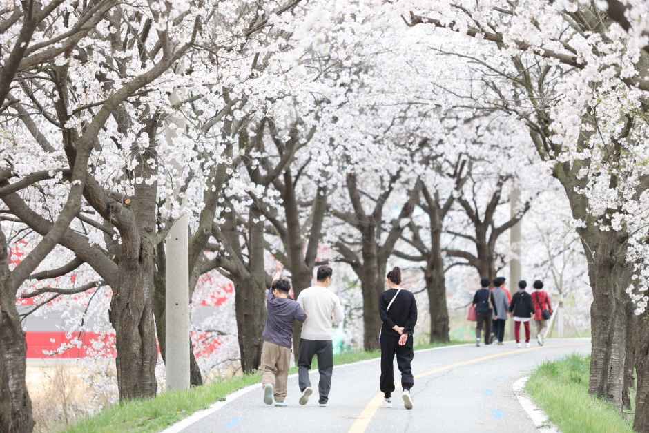 2026 보은 벚꽃길 축제: 국내 최장 벚꽃 터널에서 만나는 봄의 시작