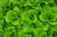 토스 앱에서 발견된 로메인청상추 1kg 특가, 무배 조건이 주목받는 이유