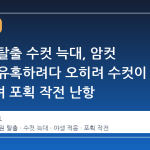 동물원 탈출 수컷 늑대, 암컷 미끼로 유혹하려다 오히려 수컷이 나타나며 포획 작전 난항