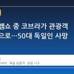 이집트 뱀쇼 중 코브라가 관광객 바지 속으로…50대 독일인 사망