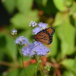 북미 나비 개체 수 감소, 왜 지금 주목받는가