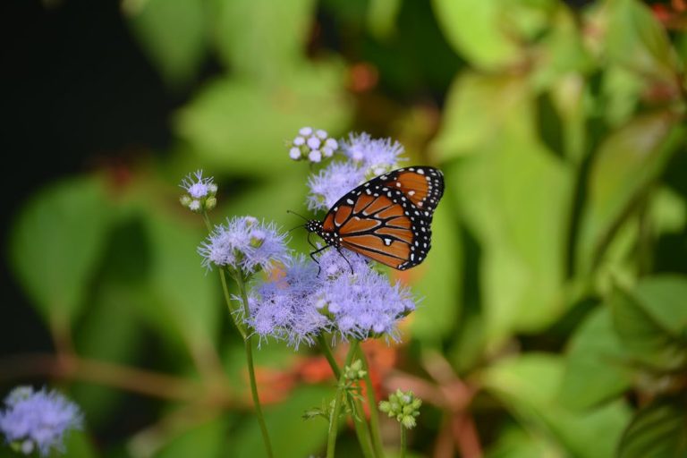 북미 나비 개체 수 감소, 왜 지금 주목받는가