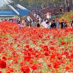 2026 괴산빨간맛페스티벌, 붉은 설렘으로 피어나는 봄의 축제 일정과 핵심 변경점