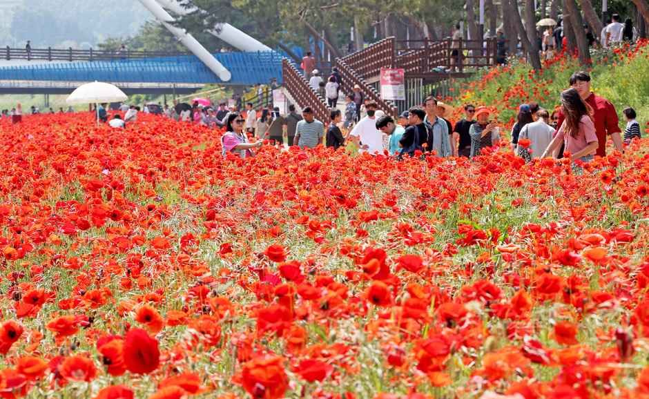 2026 괴산빨간맛페스티벌, 붉은 설렘으로 피어나는 봄의 축제 일정과 핵심 변경점