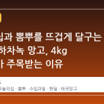 오늘의집과 뽐뿌를 뜨겁게 달구는 태국 마하차녹 망고, 4kg 특대과가 주목받는 이유