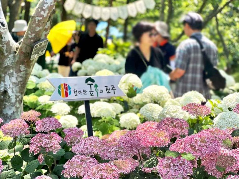 2026 월아산 수국 수국 페스티벌, 진주 숲속에서 만나는 여름의 시작