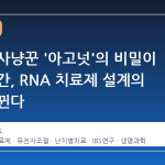 유전자 사냥꾼 '아고넛'의 비밀이 풀린 순간, RNA 치료제 설계의 판이 바뀐다
