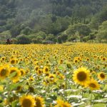 태백 해바라기축제