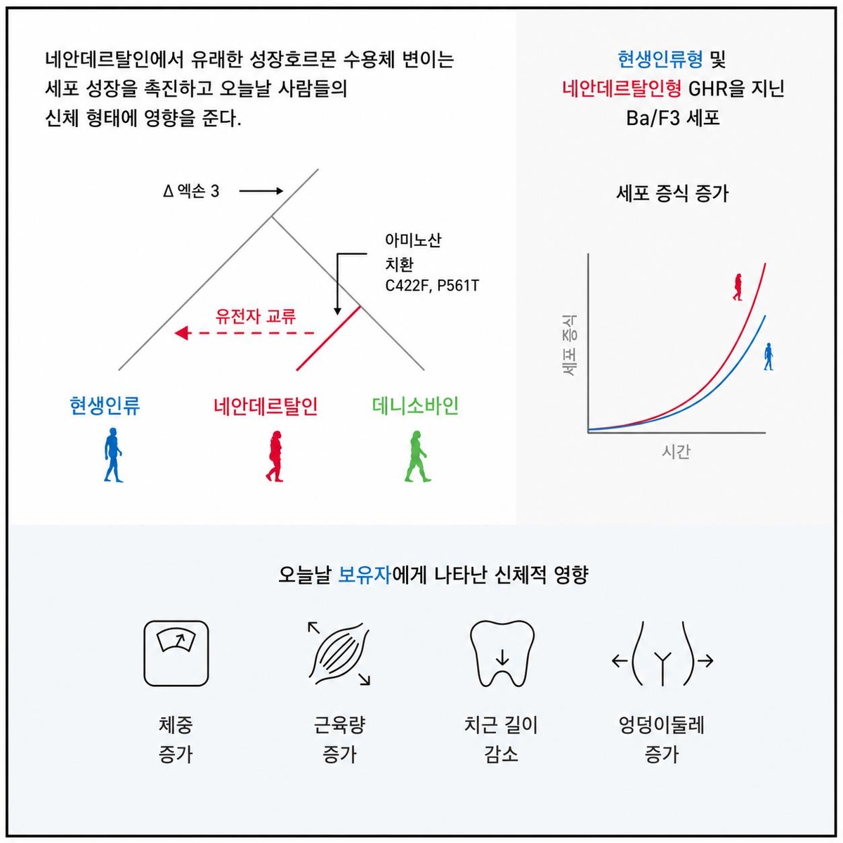 네안데르탈인의 유전자가 현대인의 근육량을 결정한다