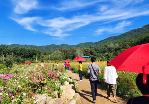 원주 용수골 가을꽃축제 9월 23일 개막, 백일홍과 해바라기 등 가을 정취 만끽
