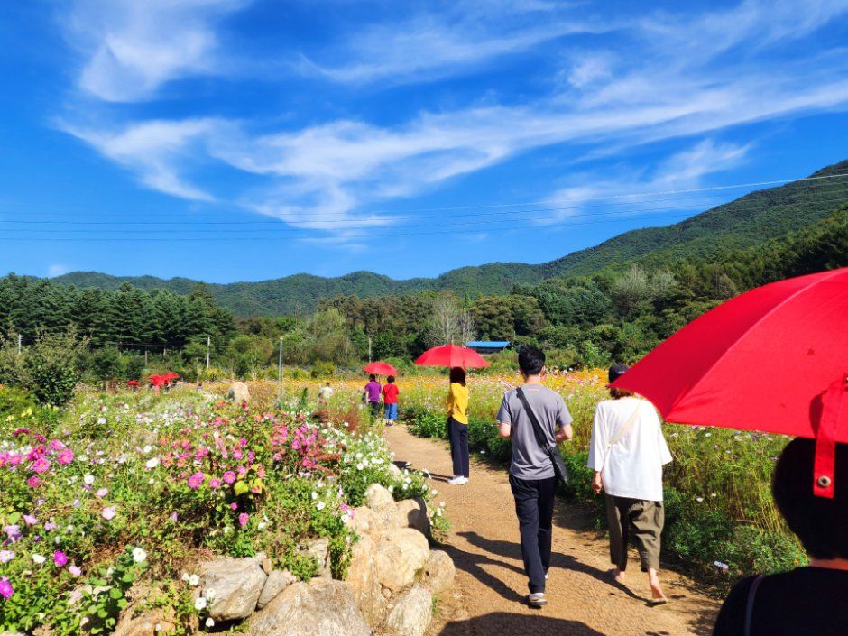 원주 용수골 가을꽃축제 9월 23일 개막, 백일홍과 해바라기 등 가을 정취 만끽
