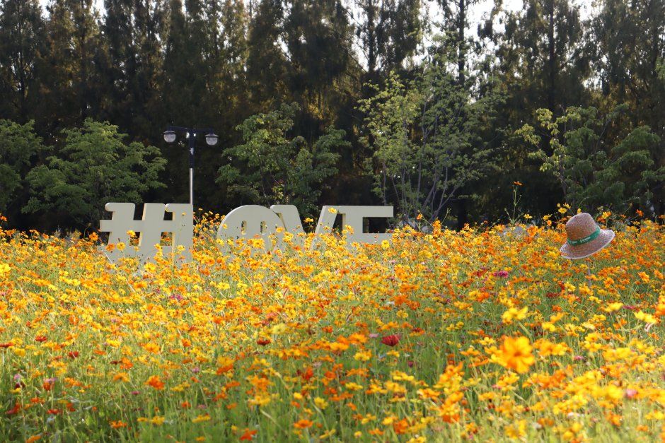 고양가을꽃축제, 10월 1일부터 일산호수공원서 열려