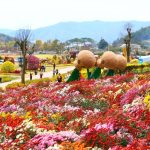 2026 화순 고인돌 가을꽃 축제, 개막식 생략하고 지역 상권 연계 강화