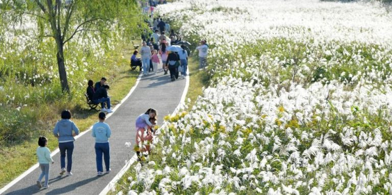 광주서창억새축제, 억새노을마라톤 선셋런 등 신규 프로그램으로 가을 영산강변 물들인다
