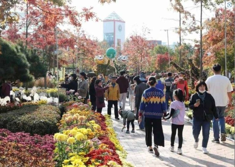 제17회 유성국화축제, 한빛탑 국화 조형물과 야간 콘텐츠로 10월 17일 개막