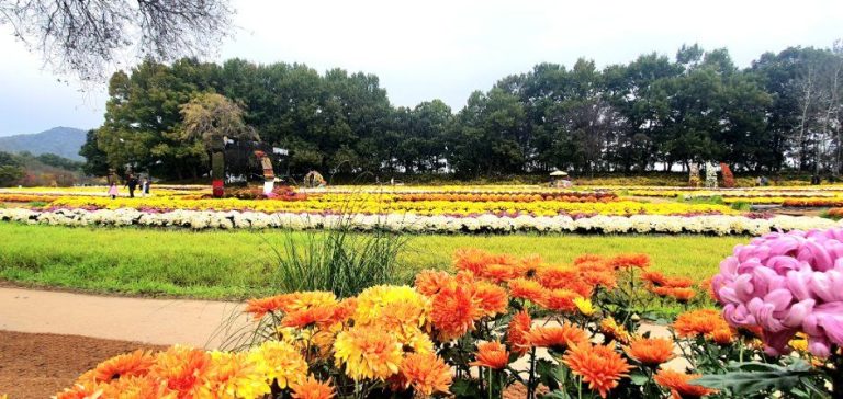 2026 연천 국화축제, 10월 16일부터 전곡읍에서 열려