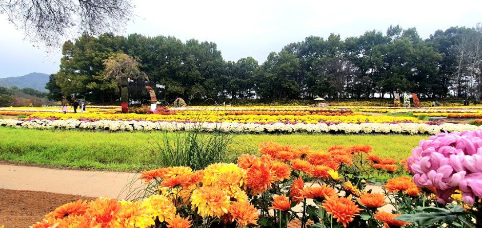 2026 연천 국화축제, 10월 16일부터 전곡읍에서 열려